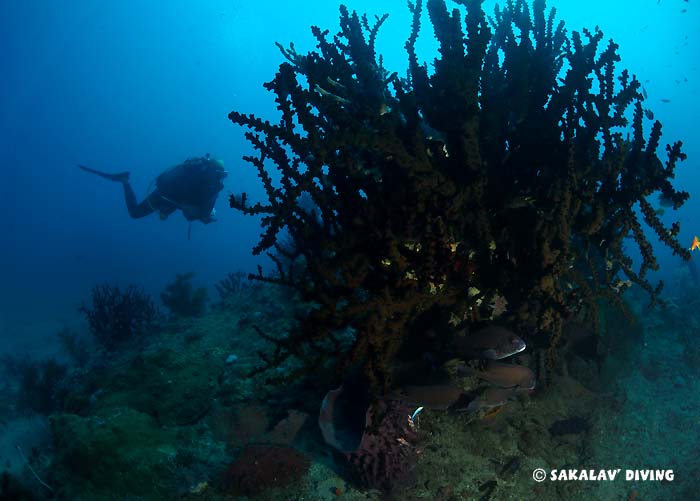 Geology diving Madagascar